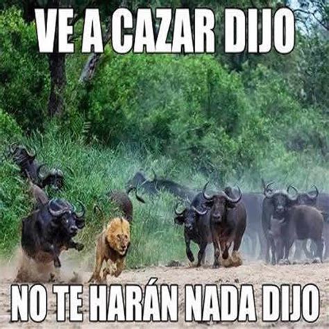 Imagenes Graciosas De Animales En Facebook Mundo Imagenes Frases Actuales