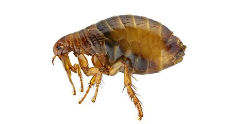Pest control cost for fleas. Fleas in the carpet - Country Services Pest Control Ltd
