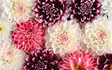 Floral Backgrounds