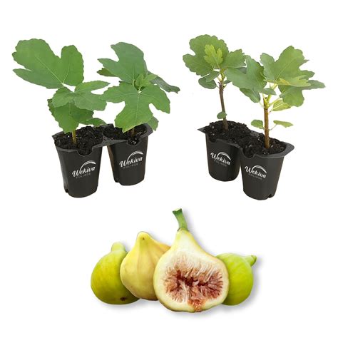 Yellow Long Neck Fig Tree 4 Live Starter Plants Ficus Carica