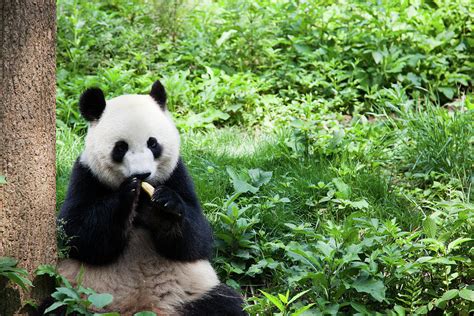 Great Panda Eating Banana Chengdu Photograph By Fototrav Fine Art