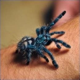 They usually eat insects but have been known to eat small lizards. About Tarantulas - Mexican Orange Knee, Brazilian Black ...