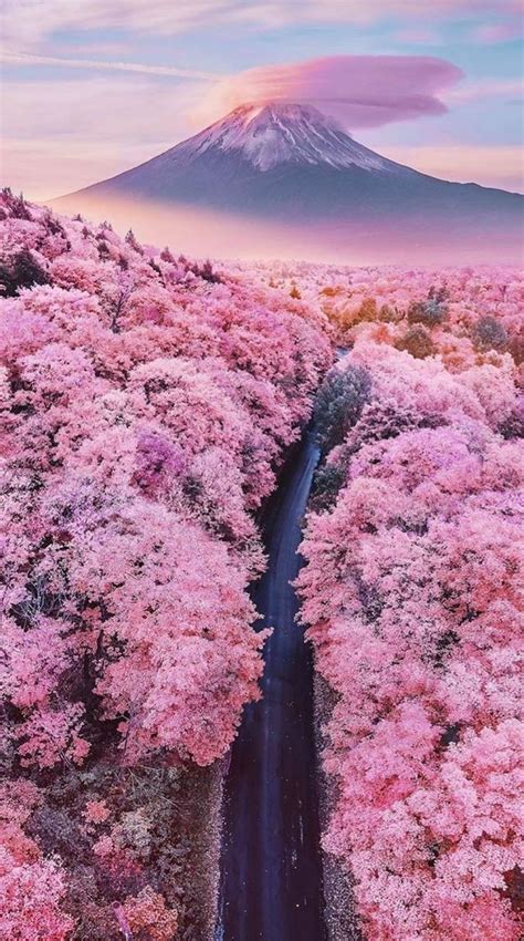 Fuji Shizuoka In 2020 Cherry Blossom Japan Japan Travel Amazing