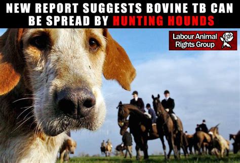 Labour Animal Rights Group On Twitter New Report Suggests That Bovine