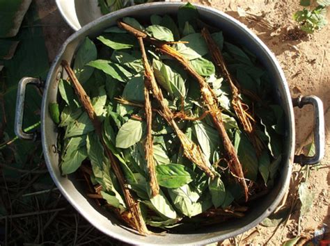 Ayahuasca: This Amazonian Brew May Be the Most Powerful Antidepressant ...