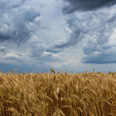Storm Clouds Over Wheat Field Stock Photo Image Of Background View