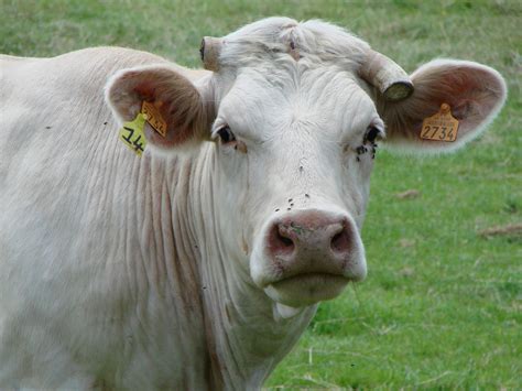 File Vache au pré Wikimedia Commons