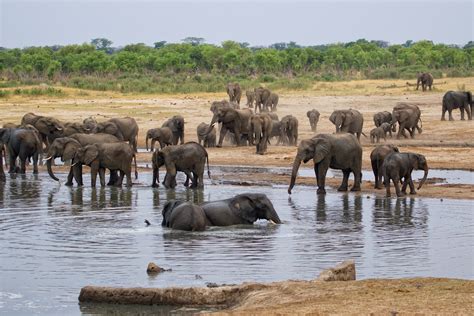 Curiosidades Sobre Los Elefantes Aventura África Sudáfrica