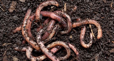 Earthworm Lumbricina Habitat Species And Characteristics