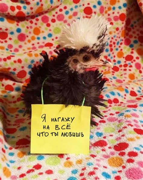 Naughty Chickens Who Have The Courage To Confess Their Sins Pictolic