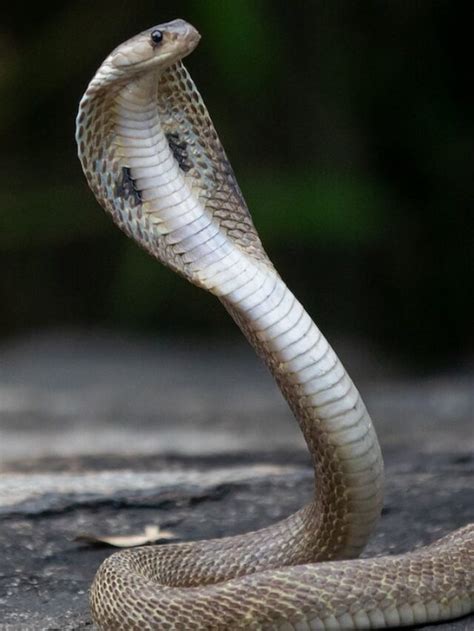 9 Fun Facts About The Indian Spectacled Cobra GEOGRAPHY HOST