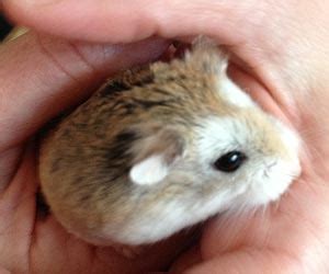 Jul 17, 2021 · unlike a mouse or hamster, gerbils can often be seen sitting up on their hind legs. Fun Facts on Hamsters for kids