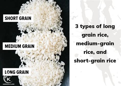 Comparison Between Long Grain Rice Vs Short Grain Rice K Agriculture