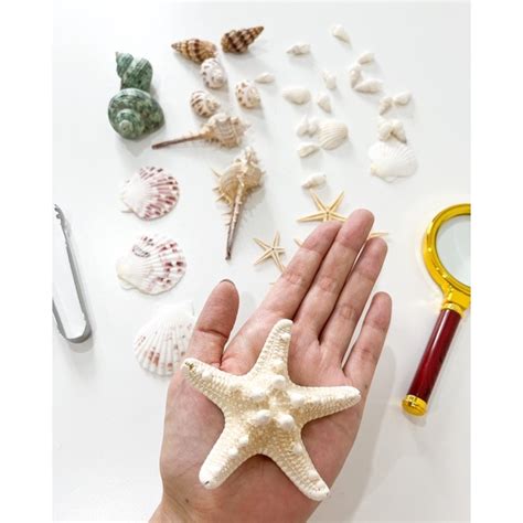 Seashell Exploration Set Real Seashellsmontessorieducation Learning