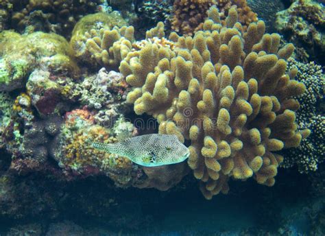 Tropical Coral Reef And Fish Underwater Landscape Photo Fauna And