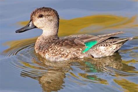 Juvenile Male Green Winged Teal This Little Migrating Duck Flickr