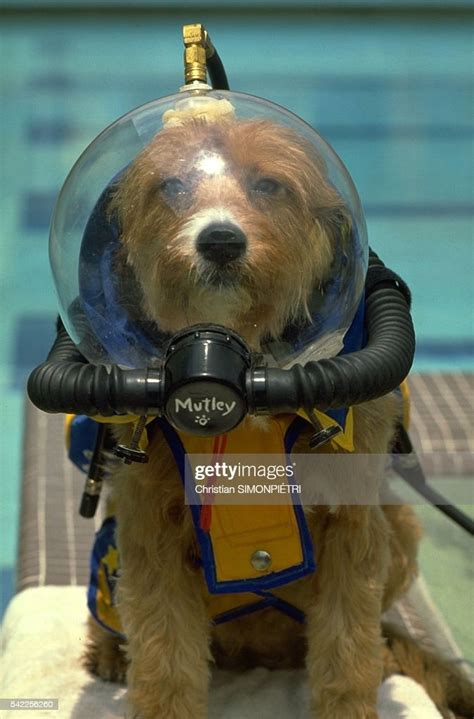 Scuba Diving Dog Mutley Trained By Scuba Diver And Pet Lover Gene