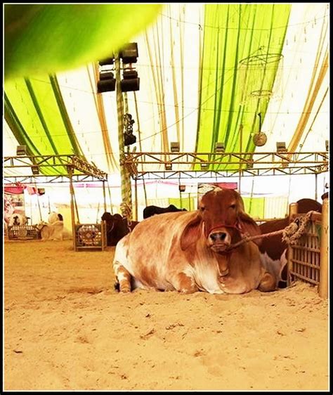 Cow Mandi Bakra Eid In Pakistan Pictures Shehar E Karachi News Islam Recipe Article Sport Jobs