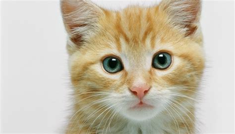 How To Care For Teacup Kittens Animals Momme