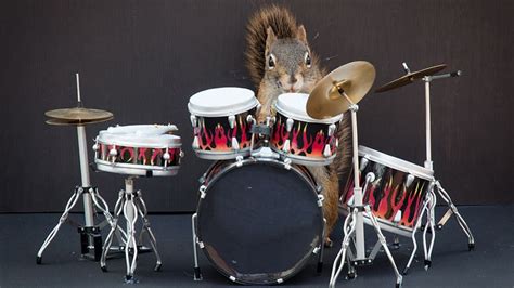 Photos Squirrels Doing Human Things Article Kids News