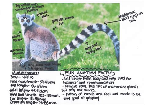 Anatomy Of A Lemur Its A Zoo Out There