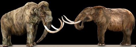 10 Facts About Mammoths Less Known Facts