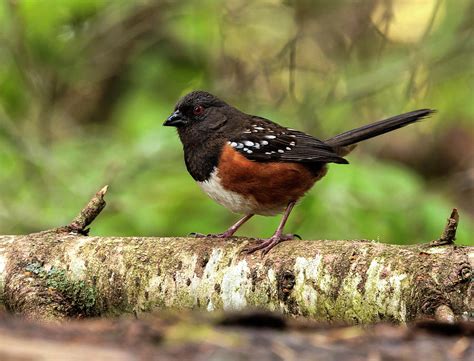 Western Spotted Towhee Photograph By Angie Vogel Fine Art America