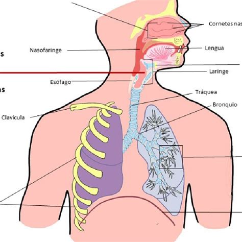 Preocuparse Delegación Engaño Anatomia Basica Del Aparato Respiratorio