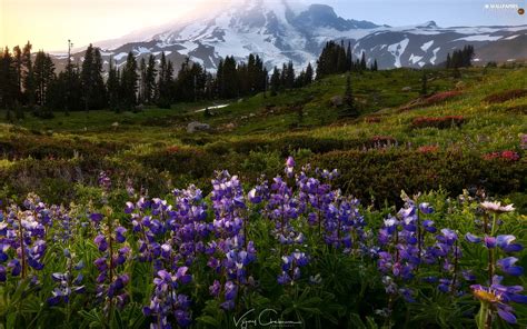 Stratovolcano Mount Rainier Meadow Mount Rainier National Park