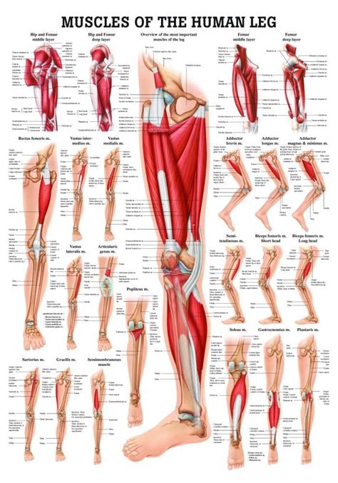 Labeled Muscles Of Lower Leg Yahoo Image Search Results Muscle