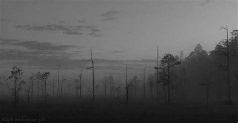 Forest Animated  Foggy Forest Black And White Landscape