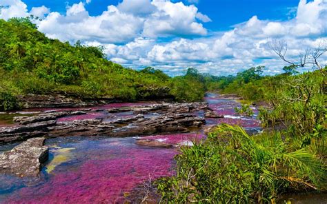 The Caño Cristales River In La Macarena Colombia Is Dubbed The River