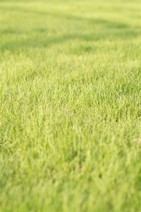 Grass Fresh Spring Green Grass Green Color Free Image Peakpx