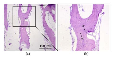 Figure 11 Preliminary Results Of Implantation In Animal Model And