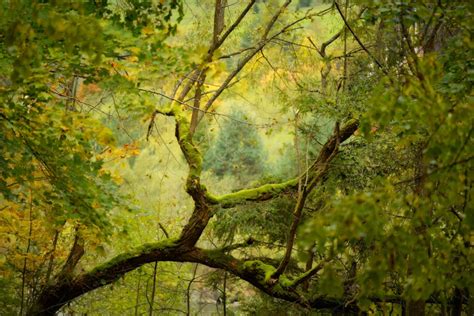 Forest Photography Tips And Tricks The Complete Guide