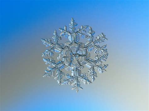 Snowflake Photo Gardeners Dream By Alexey Kljatov Snowflakes
