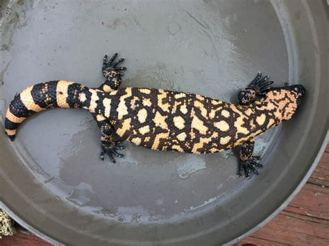 In the southern subspecies, the reticulated gila monster, the light markings are broken up to form a reticulated pattern. For Sale Gila Monsters For Sale!!!!!! - FaunaClassifieds