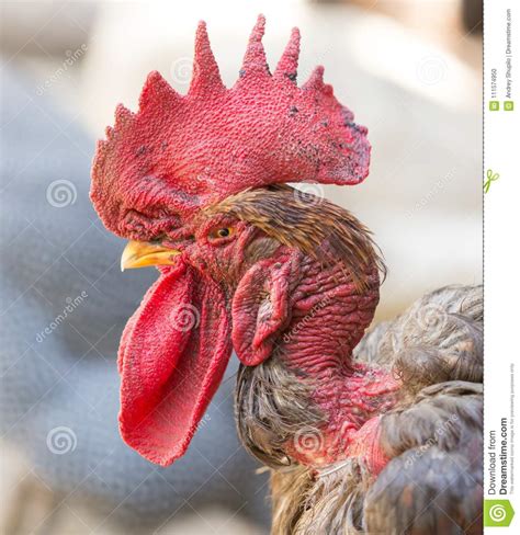 Rooster With A Bare Neck On The Farm Stock Photo Image Of Bare Naked