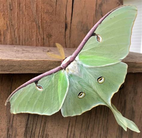 Luna Moth Characteristics Size Photographs Life Span