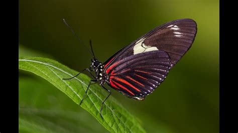 Butterfly Jungle Flutters Back To The San Diego Zoo Safari Park Youtube