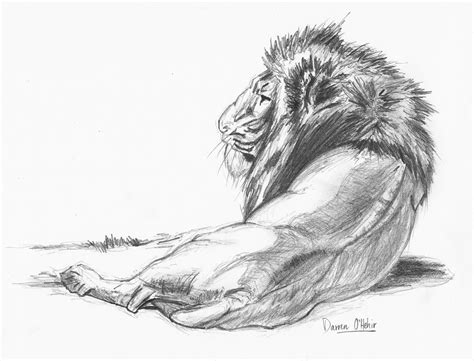 Lion Pencil Drawing By Darrenohhh On Deviantart