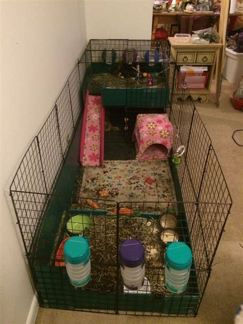 Rabbit Cage Setup Ideas