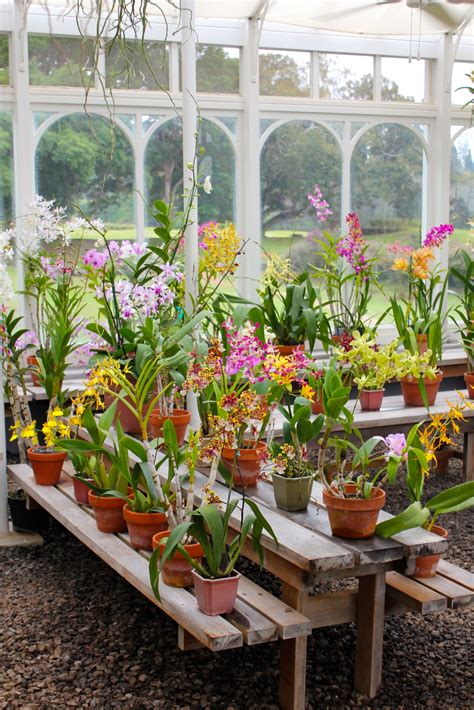 Pin By Taylor Compton On Orchids Orchid House Backyard Greenhouse