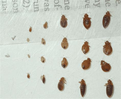 Baby Bed Bugs How Big Are They And What Do They Look Like