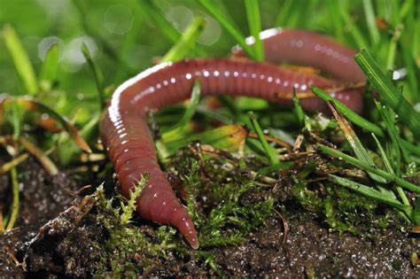 The Dirty Little Secrets Behind Earthworms Wsj