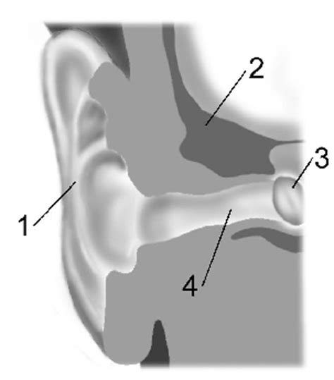 5 Physiological acoustics, psychoacoustics and perception