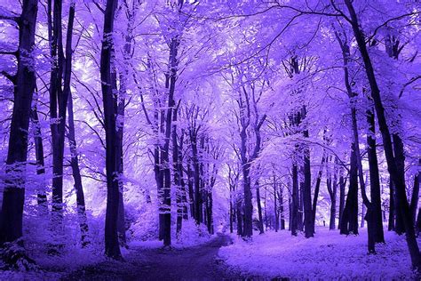 10 Incredible Photos Of Infrared Forests The Environmentor Purple