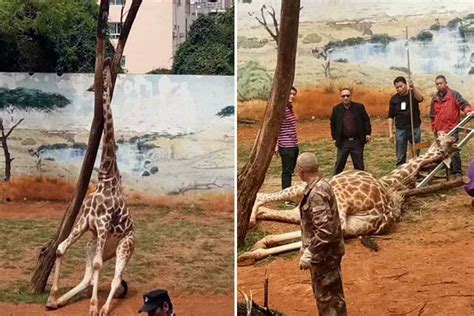 Horrifying Moment Giraffe Accidentally Kills Itself In A Zoo After