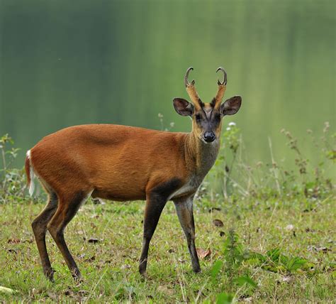 This type of barking deer may bark for over an hour when it senses danger may be near (i.imgur.com). Muntjac Deer Facts, Information, Hd pictures and all details