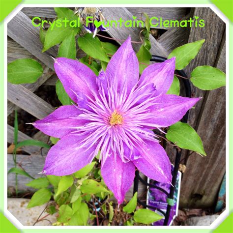 Crystal Fountain Clematis Diy Outdoor Clematis Plants